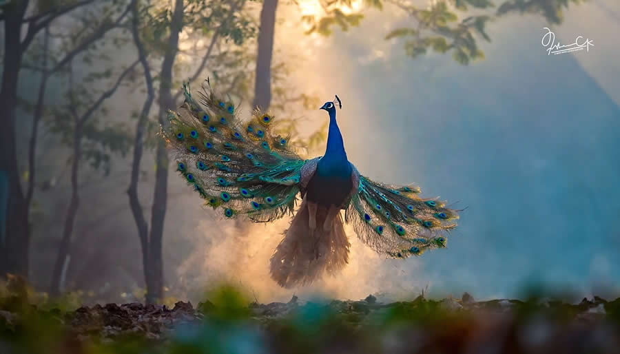 Spellbinding Bird Photos by Irshan CK
