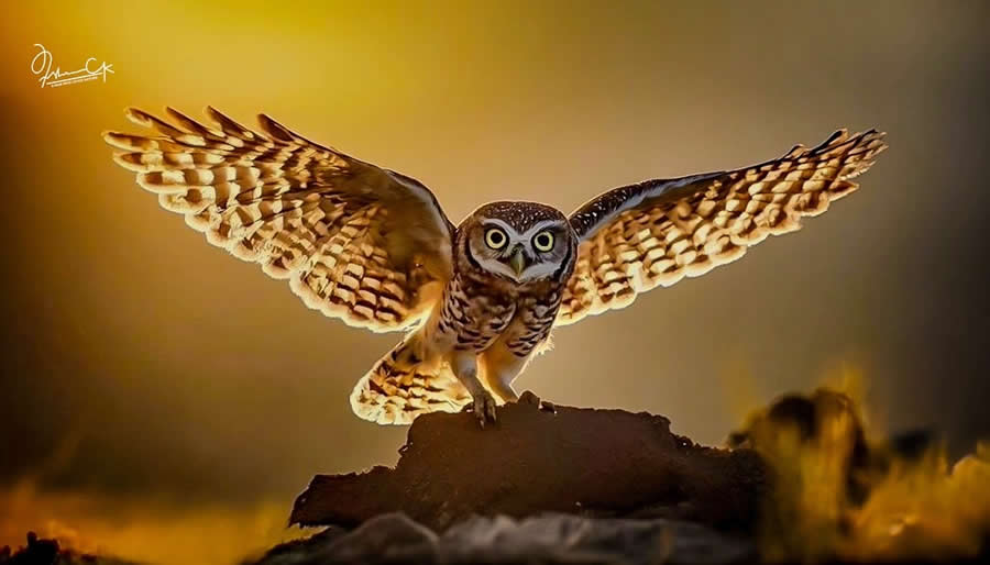 Spellbinding Bird Photos by Irshan CK