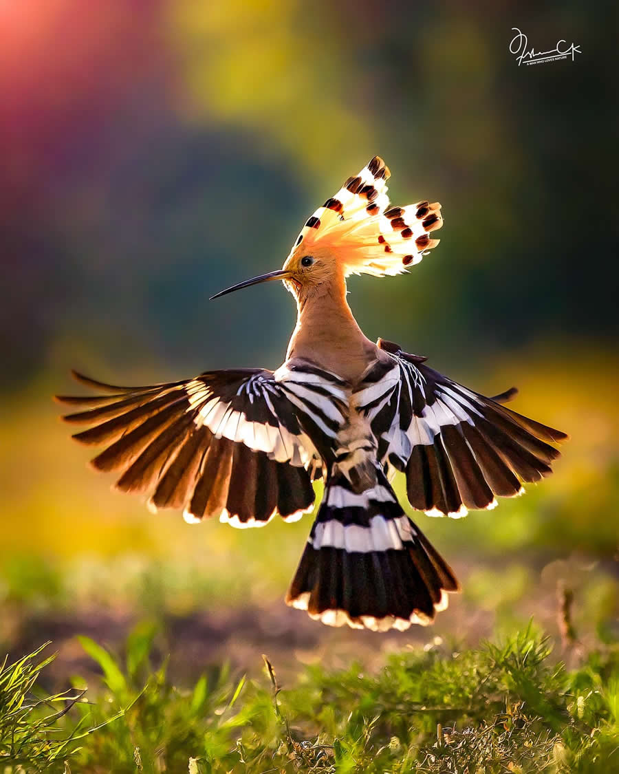 Spellbinding Bird Photos by Irshan CK