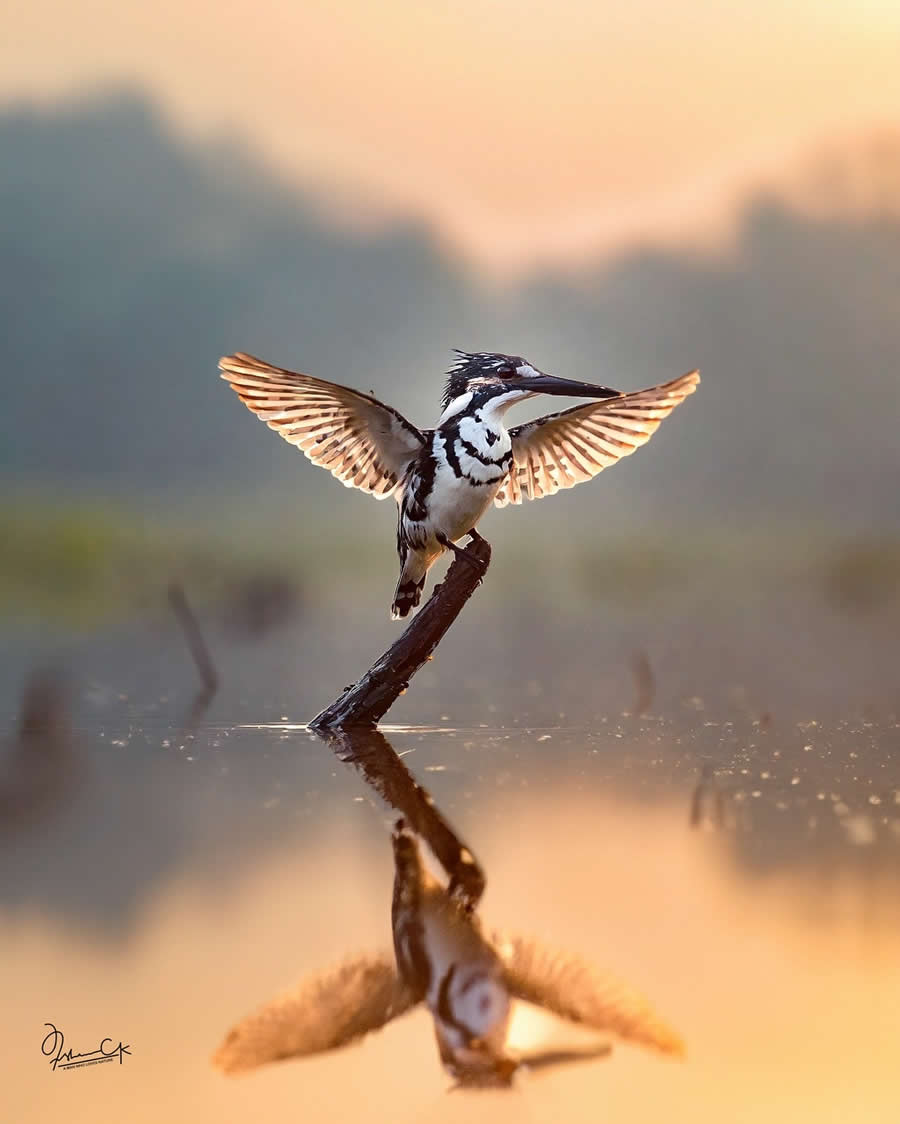 Spellbinding Bird Photos by Irshan CK