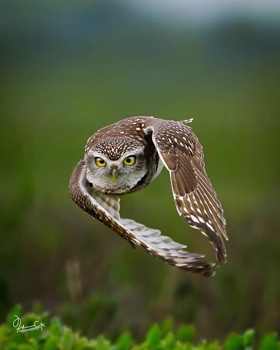 Spellbinding Bird Photos by Irshan CK