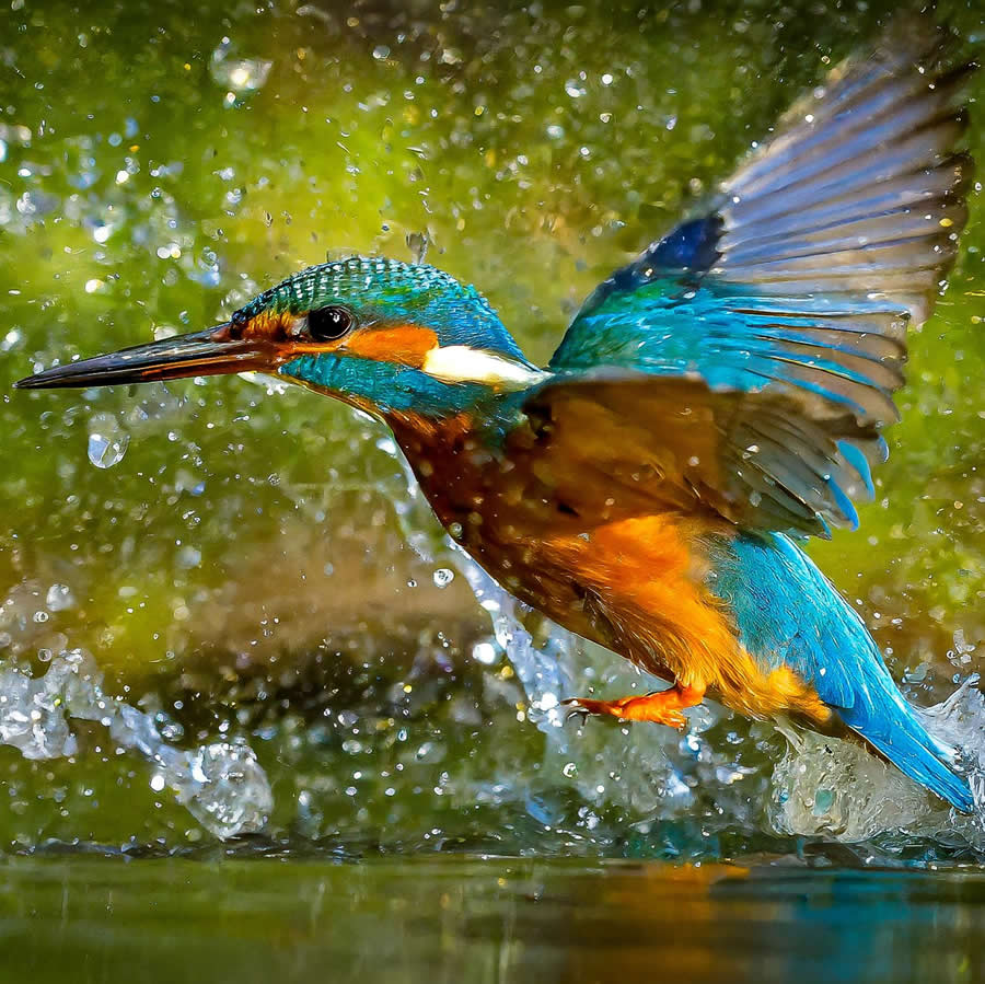 Spellbinding Bird Photos by Irshan CK