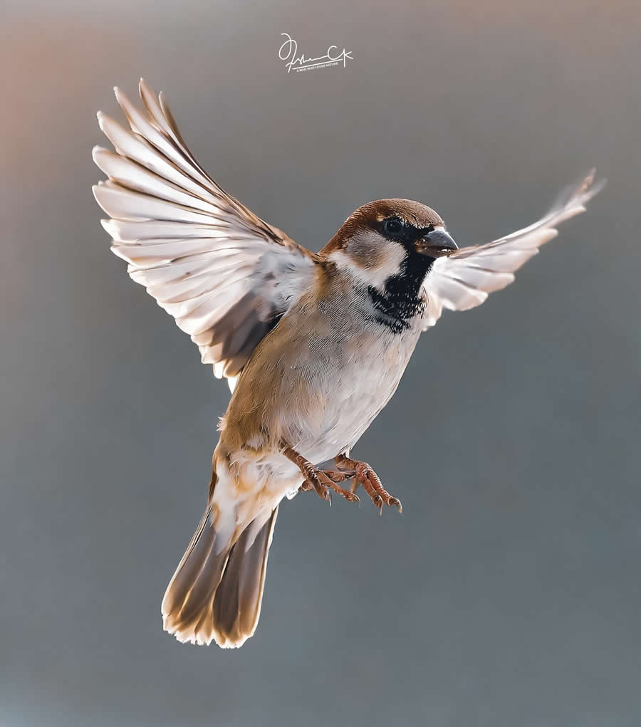 Spellbinding Bird Photos by Irshan CK