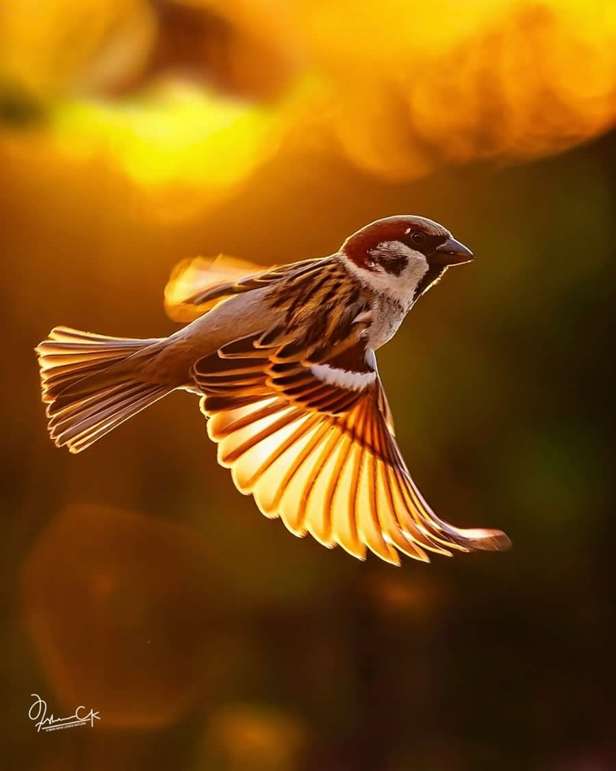 Spellbinding Bird Photos by Irshan CK