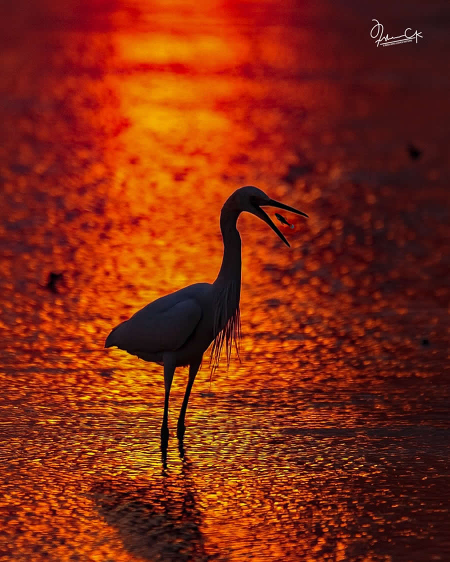 Spellbinding Bird Photos by Irshan CK