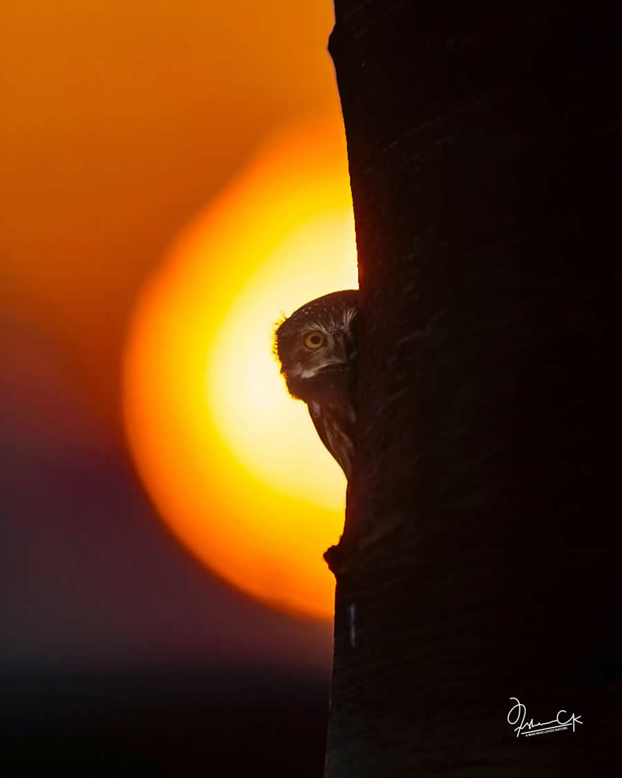 Spellbinding Bird Photos by Irshan CK