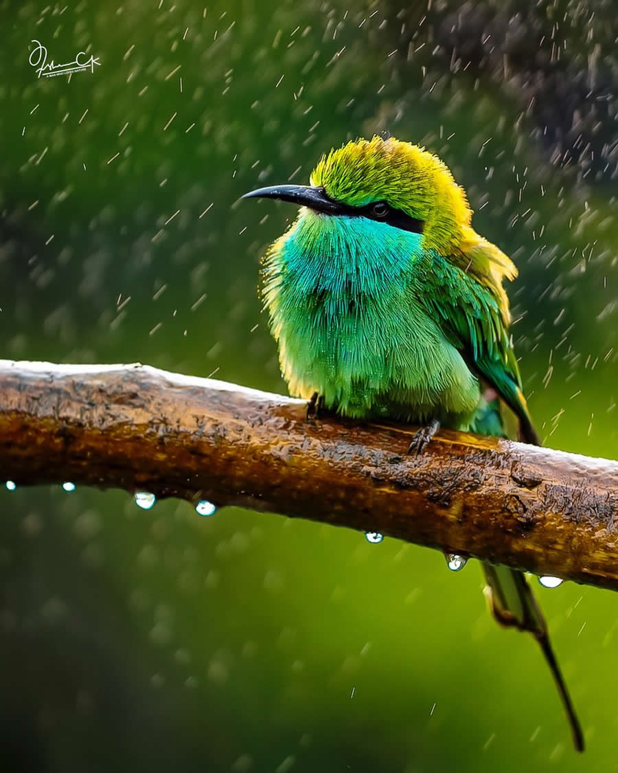 Spellbinding Bird Photos by Irshan CK