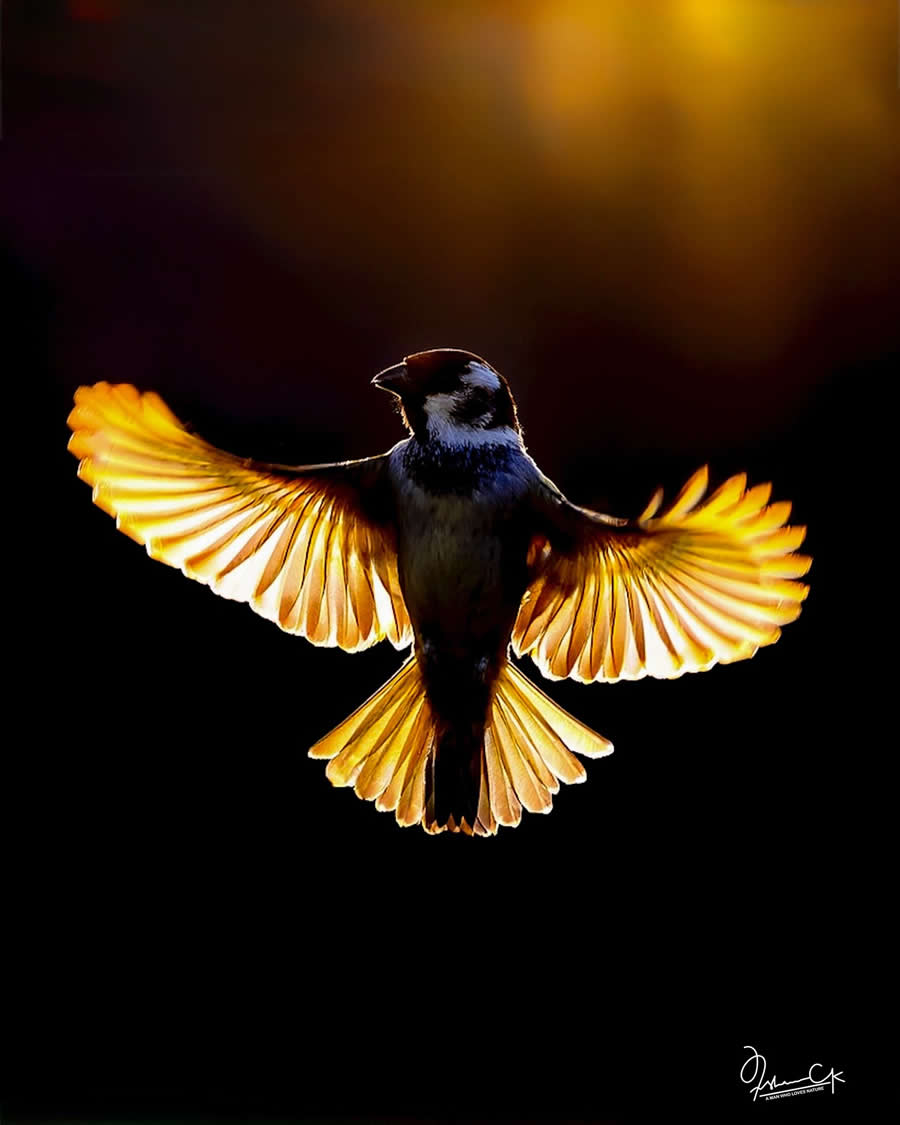 Spellbinding Bird Photos by Irshan CK