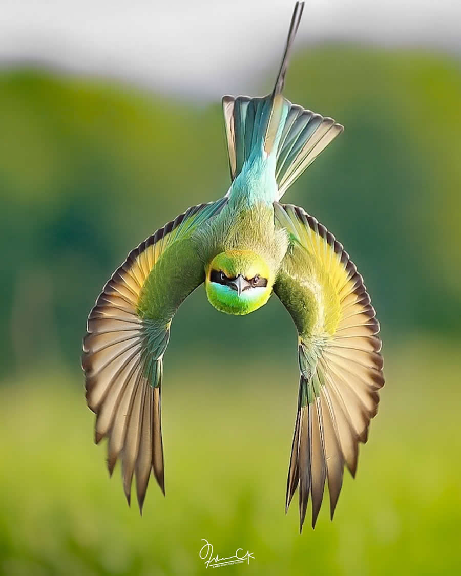 Spellbinding Bird Photos by Irshan CK