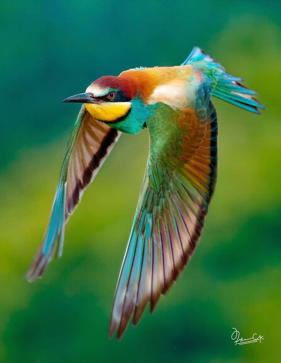 Spellbinding Bird Photos by Irshan CK