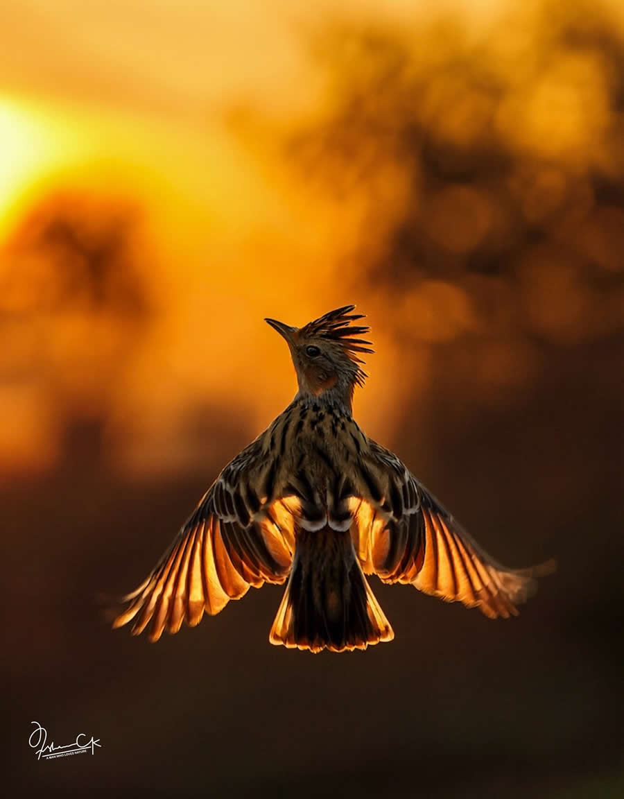 Spellbinding Bird Photos by Irshan CK
