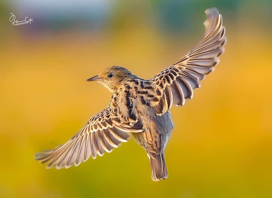 Spellbinding Bird Photos by Irshan CK