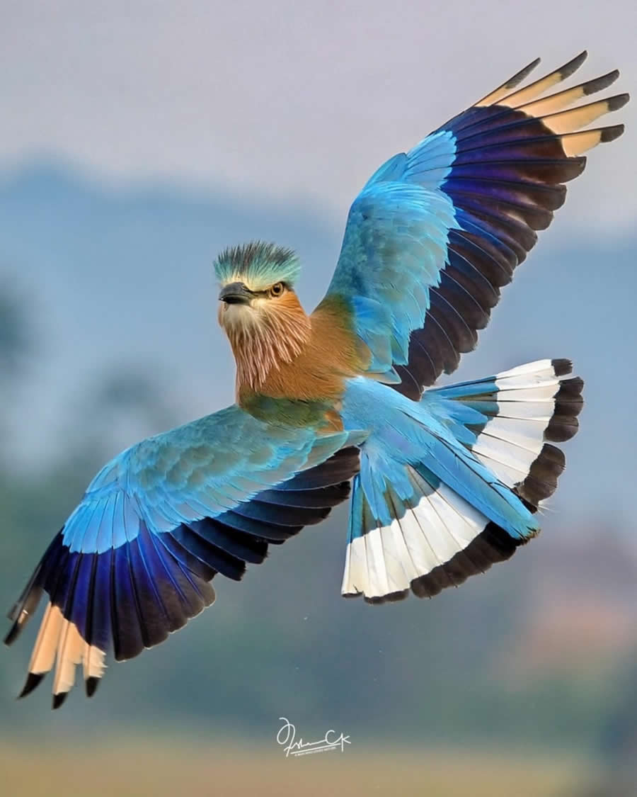 Spellbinding Bird Photos by Irshan CK