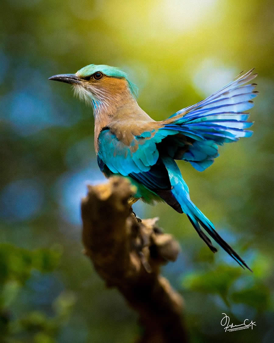Spellbinding Bird Photos by Irshan CK