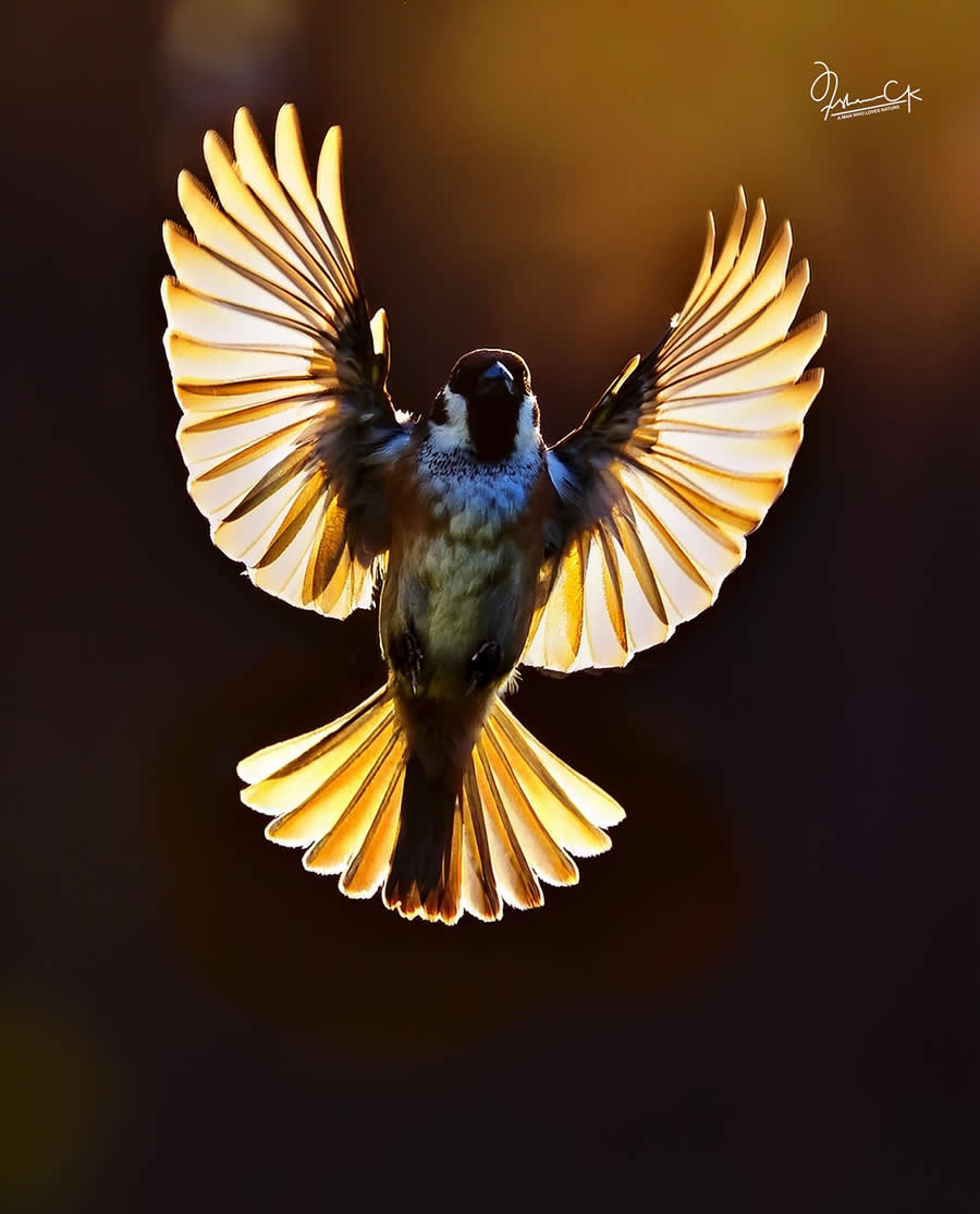 Spellbinding Bird Photos by Irshan CK