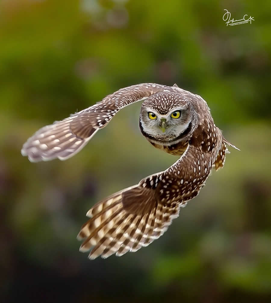 Spellbinding Bird Photos by Irshan CK
