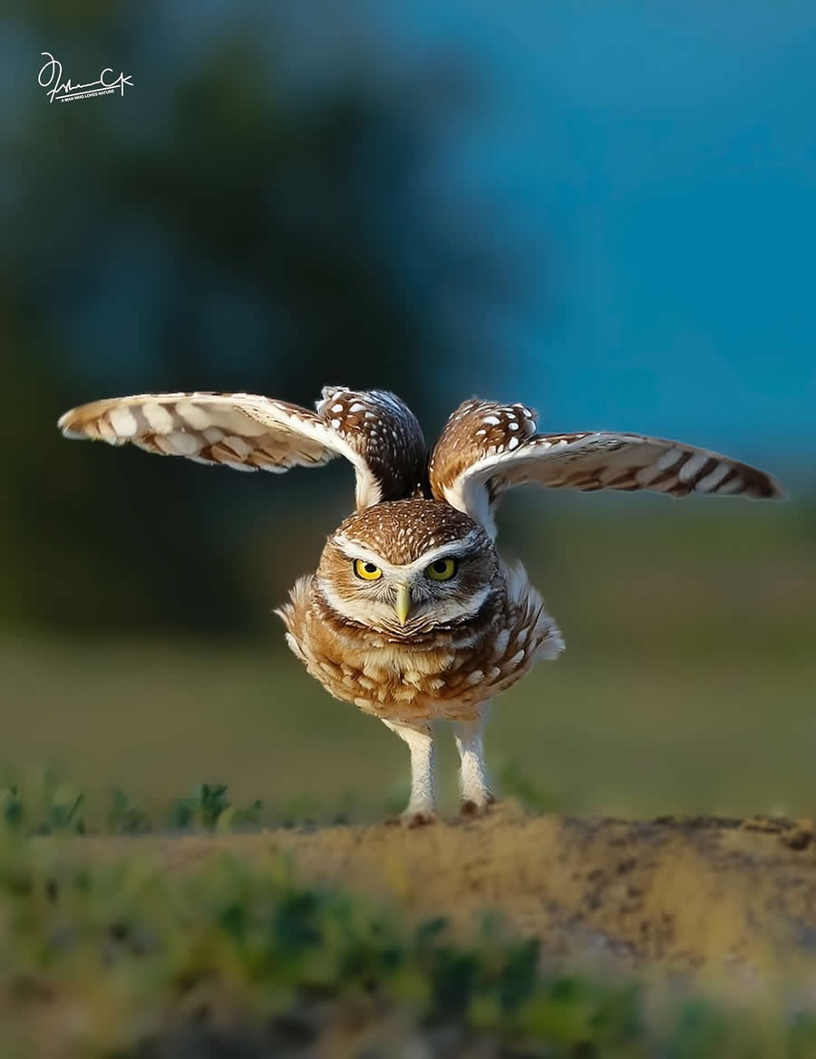 Spellbinding Bird Photos by Irshan CK