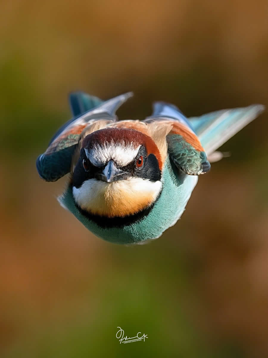 Spellbinding Bird Photos by Irshan CK