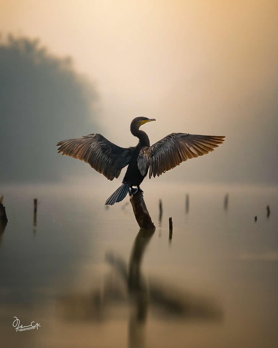 Spellbinding Bird Photos by Irshan CK