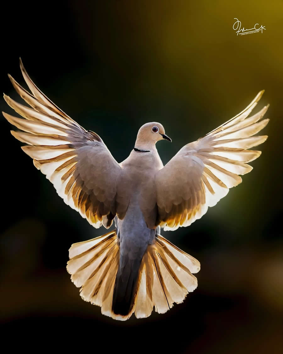 Spellbinding Bird Photos by Irshan CK
