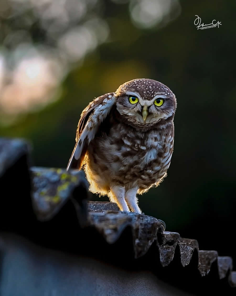 Spellbinding Bird Photos by Irshan CK