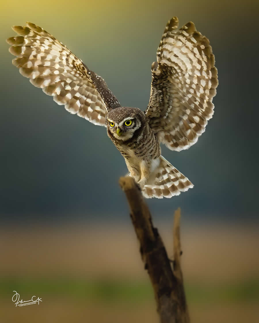 Spellbinding Bird Photos by Irshan CK