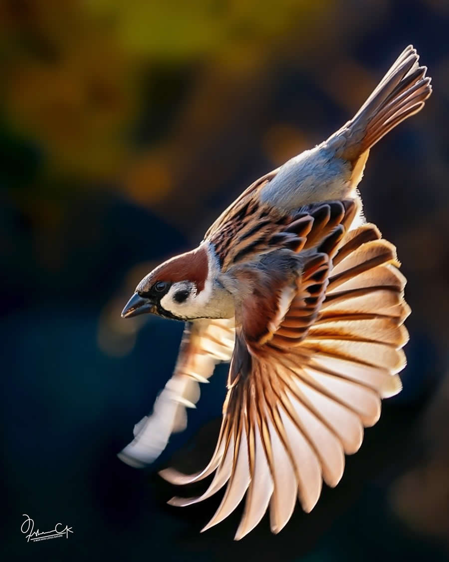 Spellbinding Bird Photos by Irshan CK