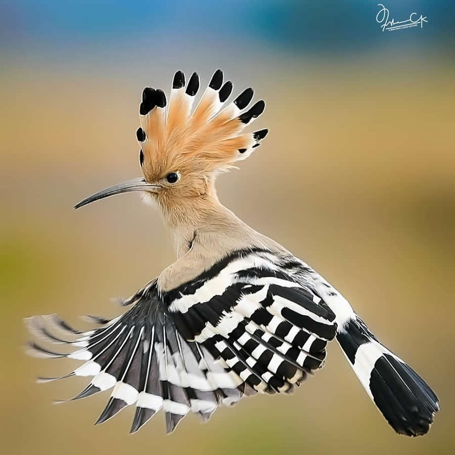 Spellbinding Bird Photos by Irshan CK