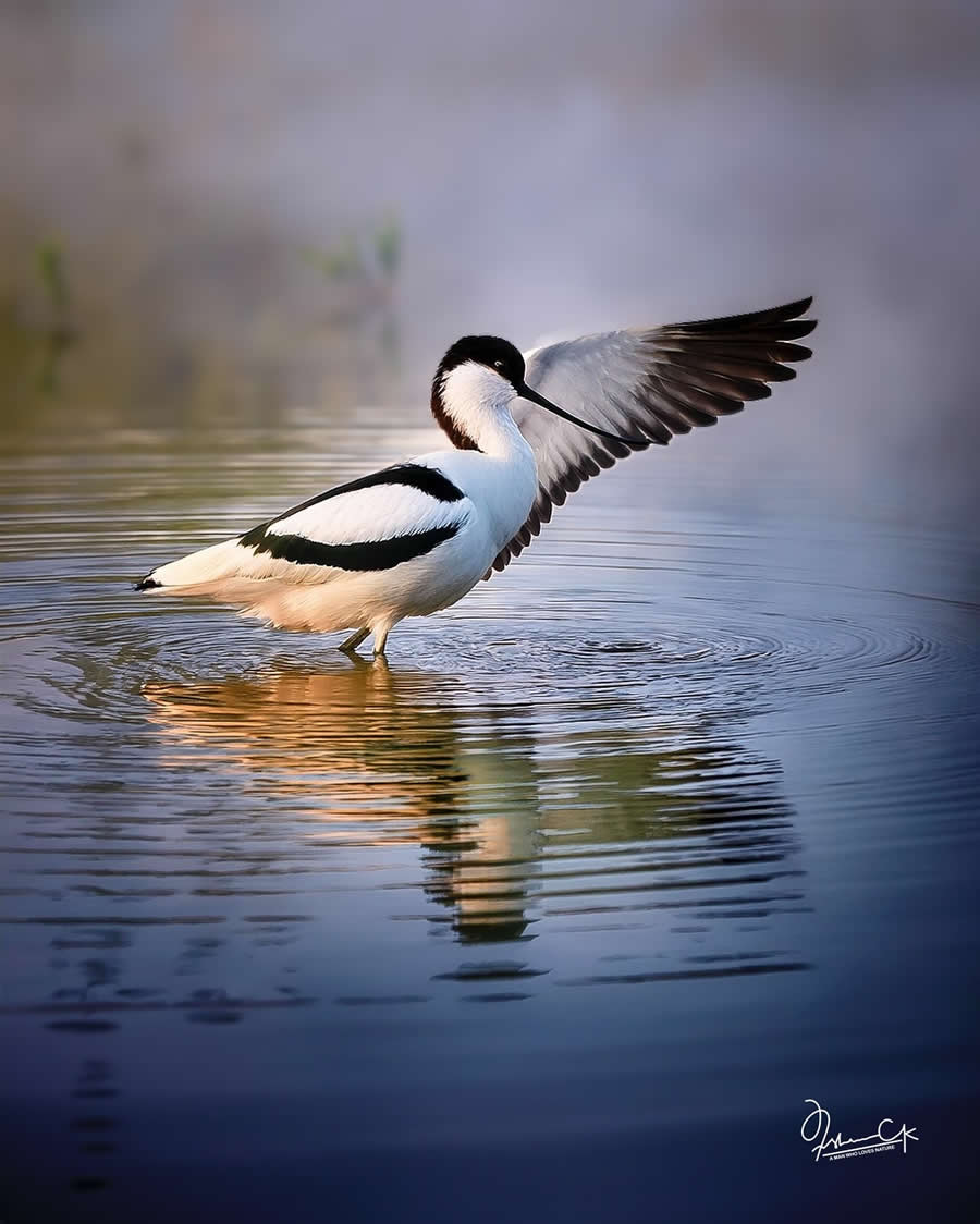 Spellbinding Bird Photos by Irshan CK