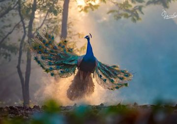 Spellbinding Bird Photos by Irshan CK