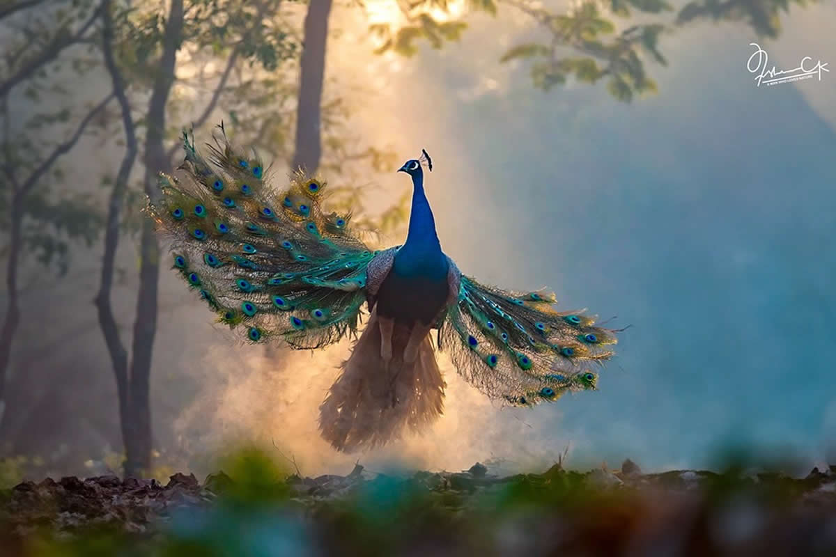 Spellbinding Bird Photos by Irshan CK