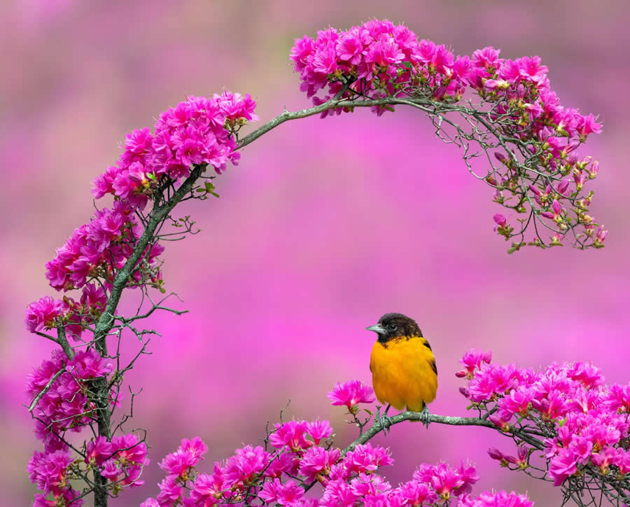 Bird Photography by Isaac Grant