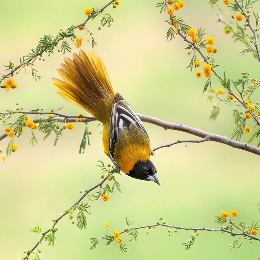 Bird Photography by Isaac Grant