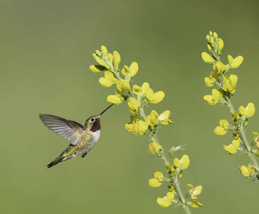 Bird Photography by Isaac Grant