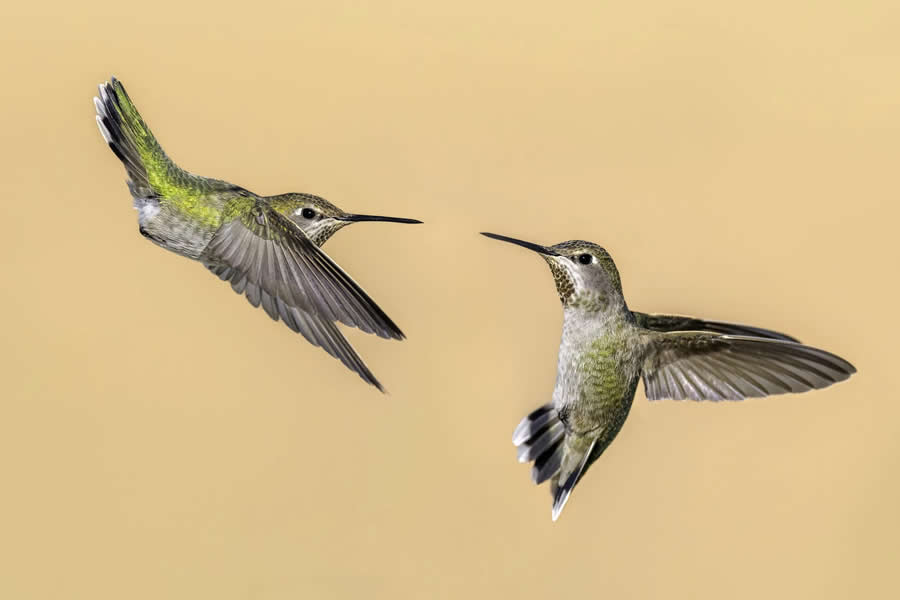 Bird Photography by Isaac Grant
