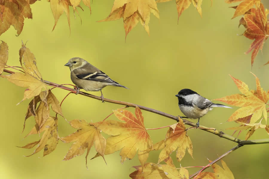 Bird Photography by Isaac Grant