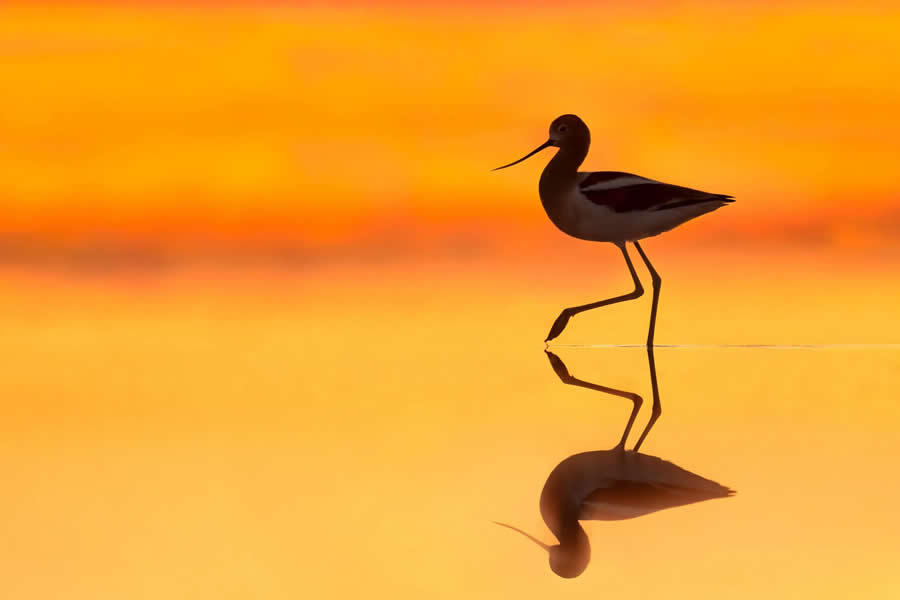 Bird Photography by Isaac Grant