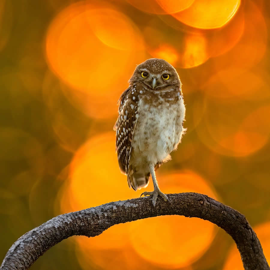 Bird Photography by Isaac Grant