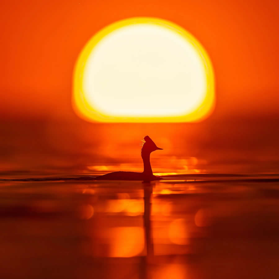 Bird Photography by Isaac Grant