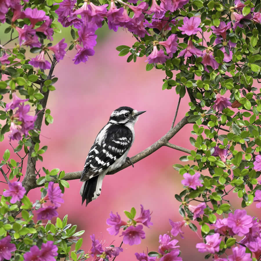 Bird Photography by Isaac Grant