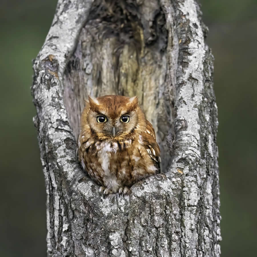 Bird Photography by Isaac Grant