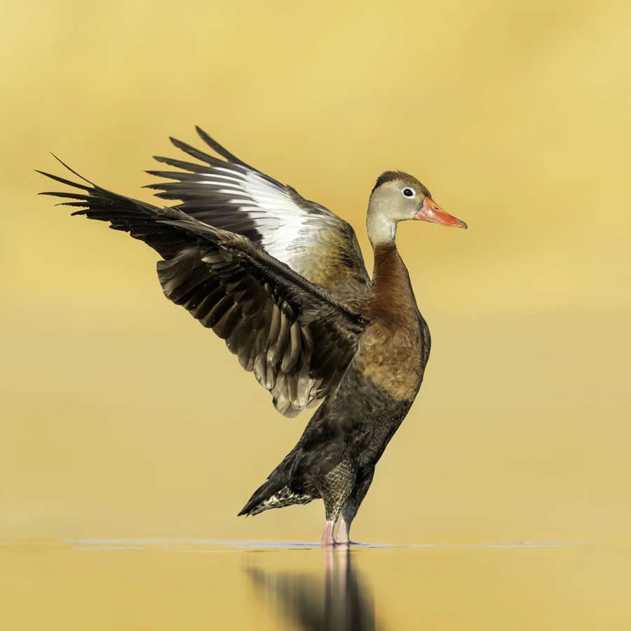 Bird Photography by Isaac Grant