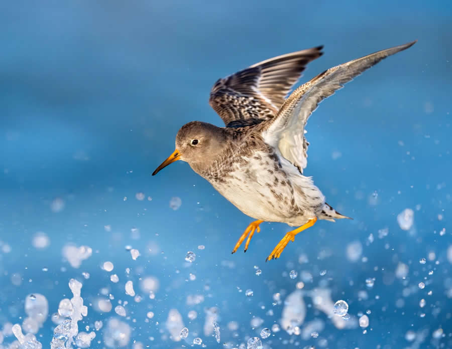 Bird Photography by Isaac Grant