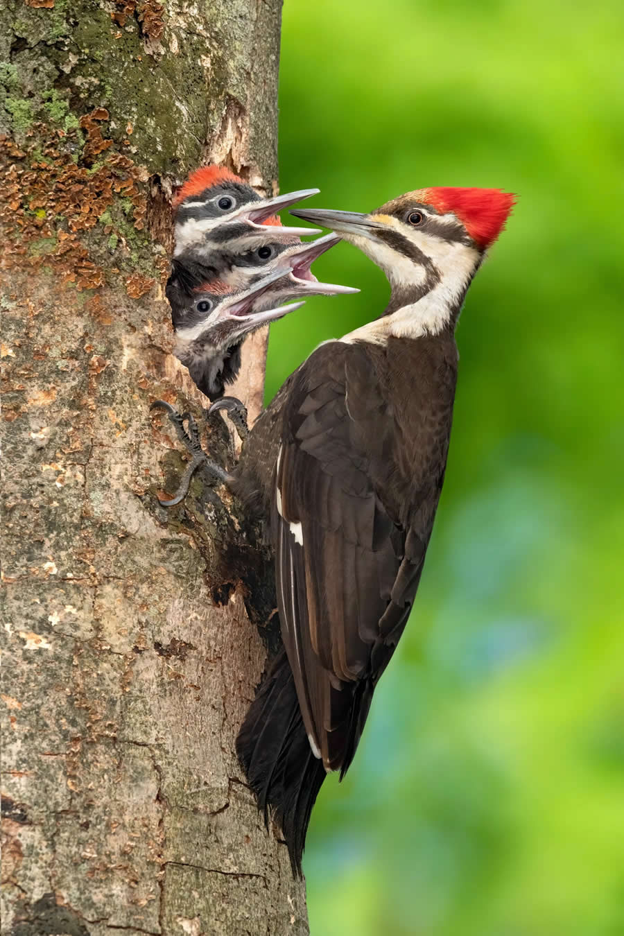 Bird Photography by Isaac Grant