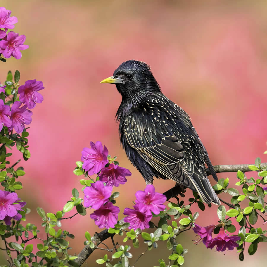 Bird Photography by Isaac Grant