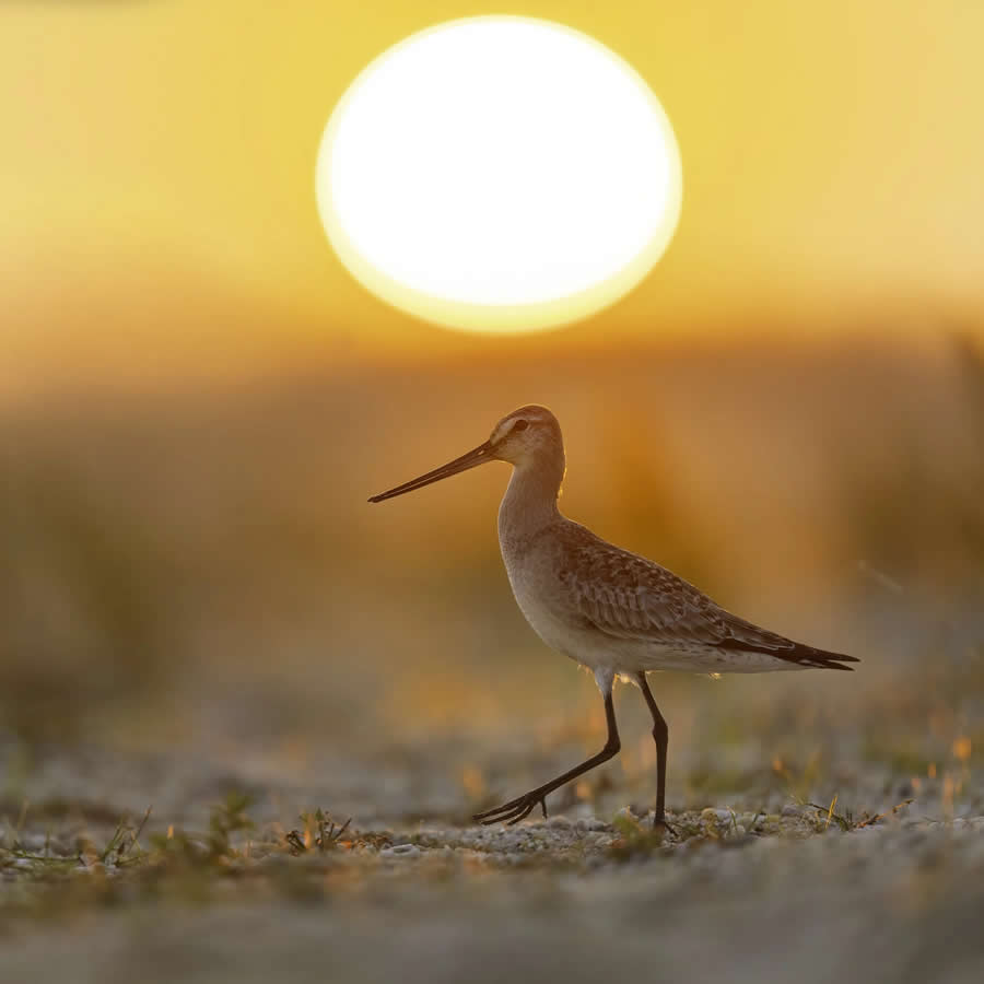 Bird Photography by Isaac Grant
