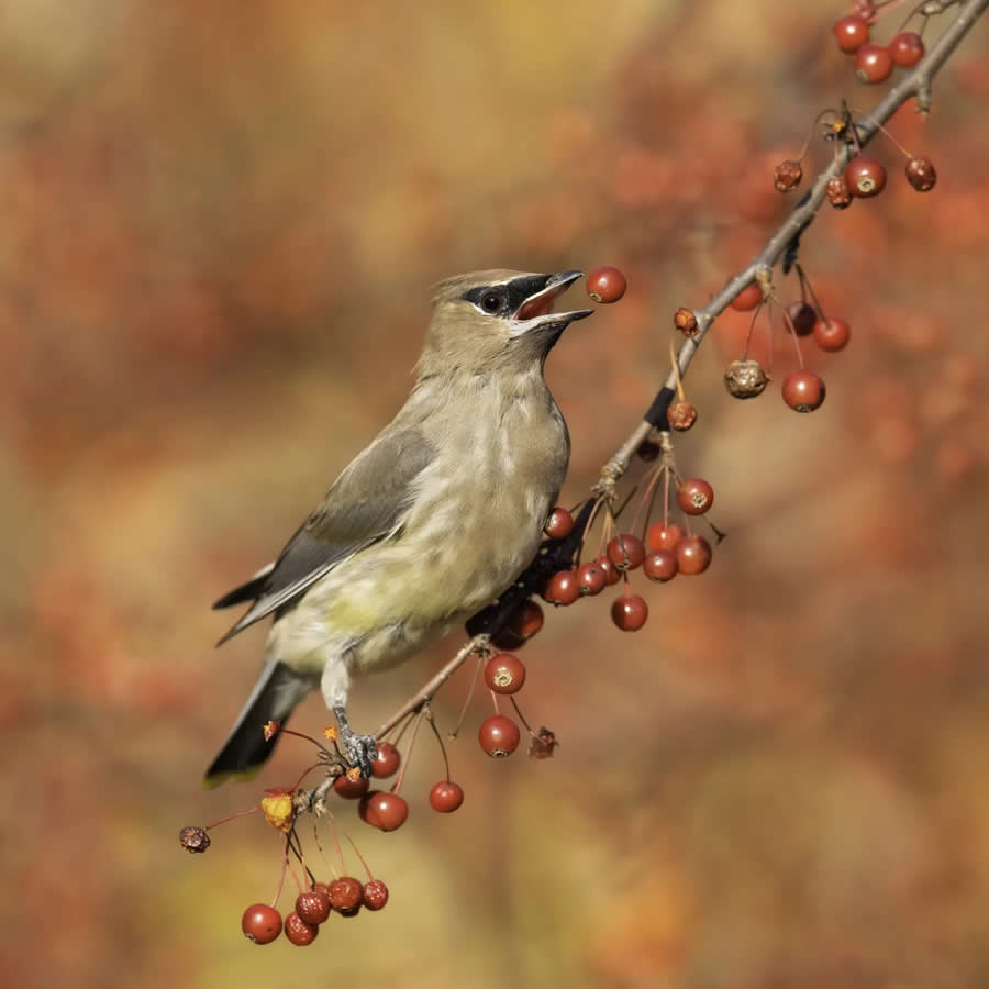 Bird Photography by Isaac Grant
