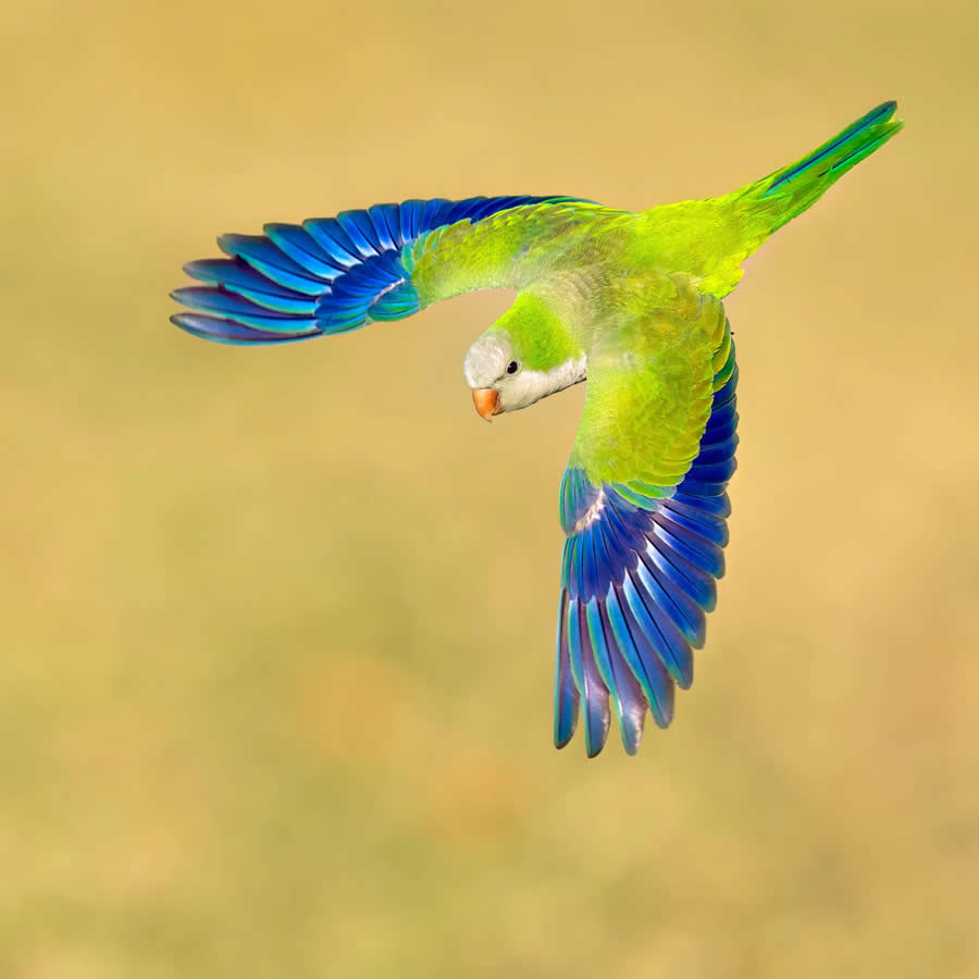 Bird Photography by Isaac Grant