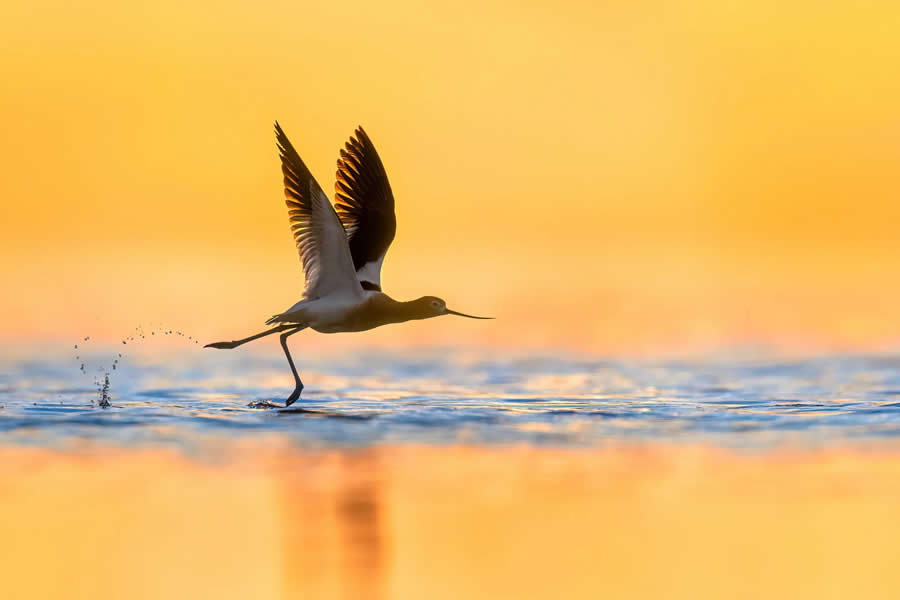 Bird Photography by Isaac Grant