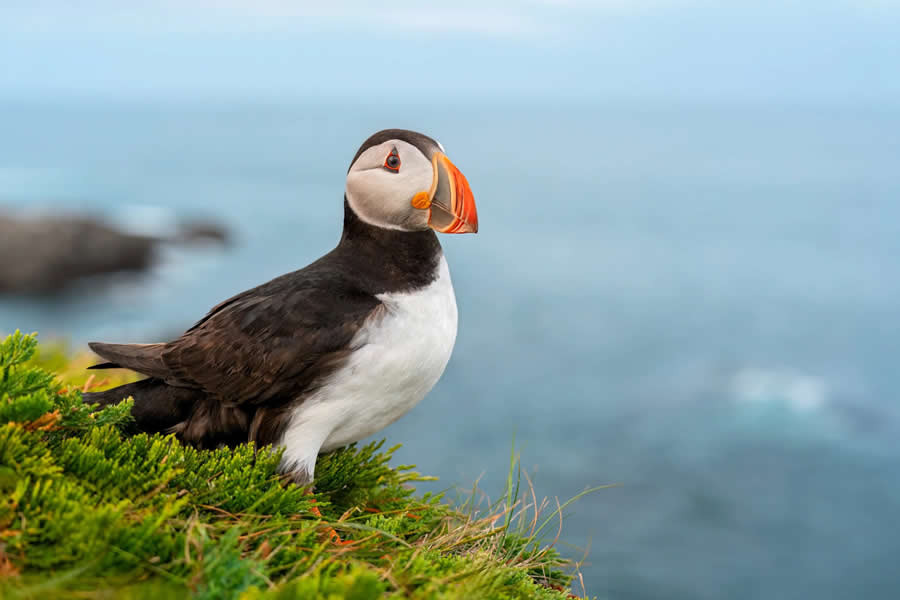 Bird Photography by Isaac Grant